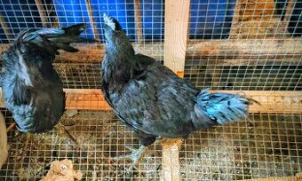 ayam cemani