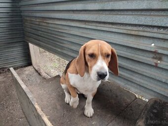 BIGL PREDAM 2 ROčNEHO PSA