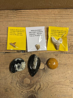 Predám sadu skamenelín