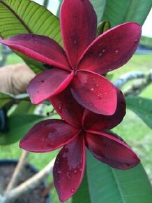 Pluméria-frangipani- havajský kvet