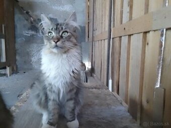 Mainska myvalia, maine coon.