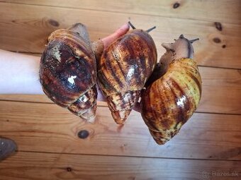 Archachatina-africký šnek