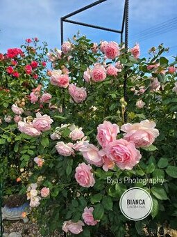 Anglická ruža - The Shropshire lad