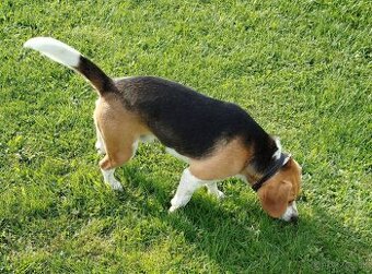 Bigl,Bígl,Beagle