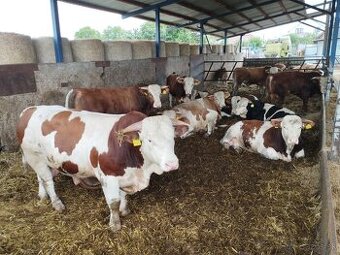 🐂💪 POCTIVÉ SLOVENSKÉ HOVÄDZIE – JATOČNÉ BÝKY NA PREDAJ 💪