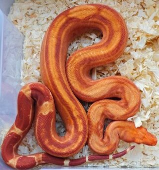 Boa constrictor - Veľhad kráľovský - KOMPLETNÁ ZBIERKA