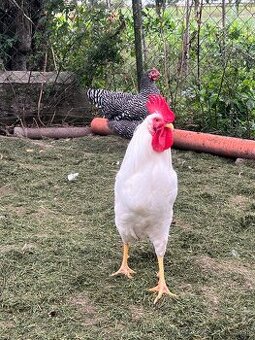 Leghorn