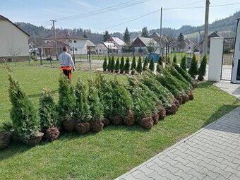 Tuja Smaragd, vavrínovec, červienka, gaštan - Dolný Kubín