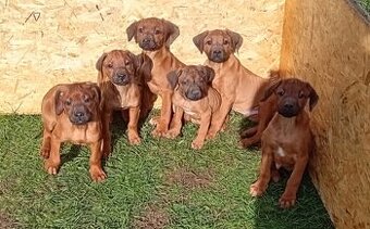 Rhodesian Ridgeback