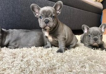 Francúzsky buldoček