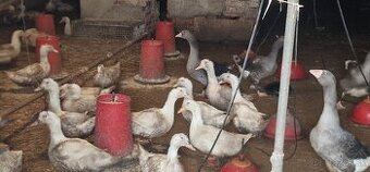 BROJLEROVÉ KAČKY dochované na kukurici