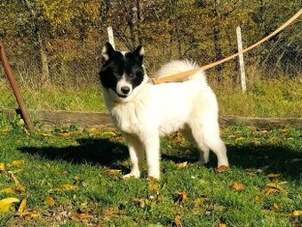 Kanadský eskimacky pes