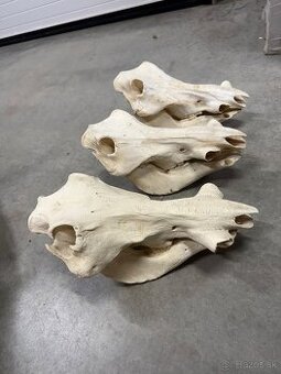 Trofej,parohy,parozie,Svina bradavičnatá