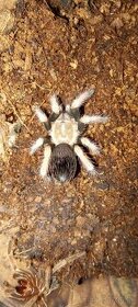 Brachypelma boehmei, pavúk, tarantula - 1