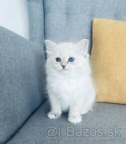 Sibírska mačka - Nevská maškaráda s PP
