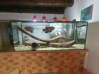 Akvarium