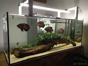 Akvarium