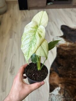 Monstera Deliciosa Mint Large form