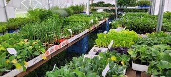 Predám planty stále 90% skladom plant
