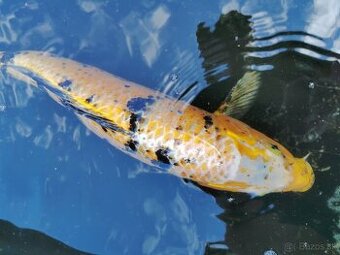 Koi