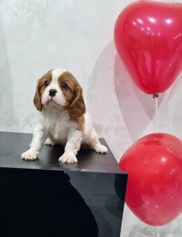 Cavalier king charles spaniel