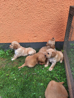 Zlatý retriever