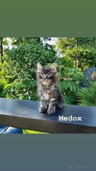 Mainská mývalia mačka / Maine Coon s PP