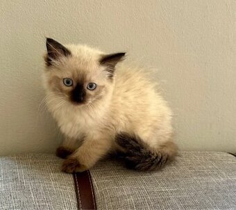 Ragdoll