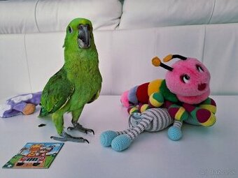 Amazona Auropalliata krotké mláďa