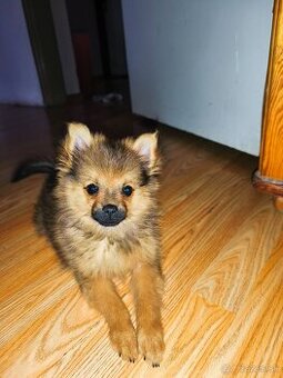 Pomerian