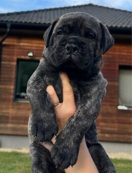 Šteniatka Bullmastiff