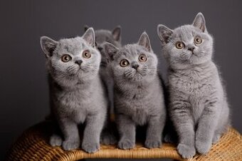 Štyria britskí džentlmeni hľadajú nový palác