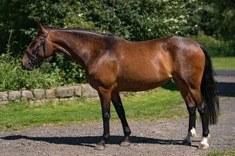 Lusitano klisna 8 let