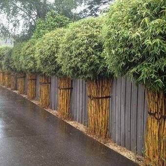 1-4 metrové žlté a zelené bambusy.