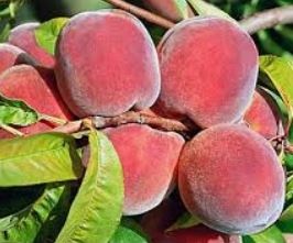 PREDÁM BROSKYŇOVÝ LEKVÁR 2025