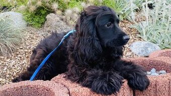 Anglický kokeršpaniel, Kokr