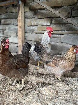 Predám NV plemena Cream Legbar