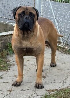 Ponukam bullmastiffa na krytie s PP