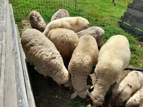 Jahnata ovce