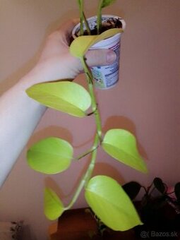 Epipremnum neon