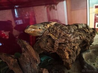 Terarium 100x40x40 +Agama bradatá