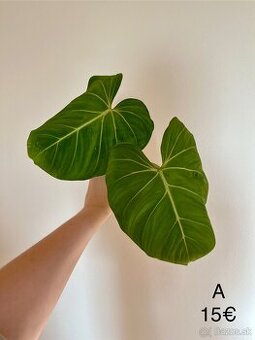 Philodendron Gloriosum odrezky