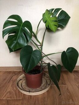 Monstera