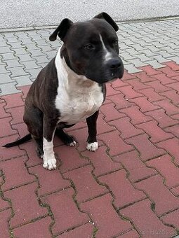 Darujeme psa - Stafforda
