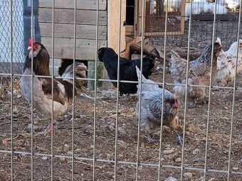 Ameraucana