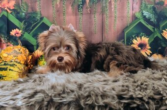 Yorkshire terrier