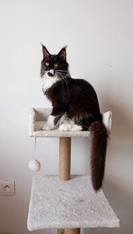 Maine Coon s PP