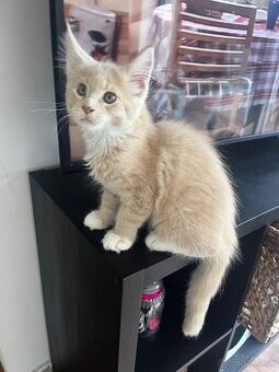 mačiatko s PP mainska myvalia/ maine coon