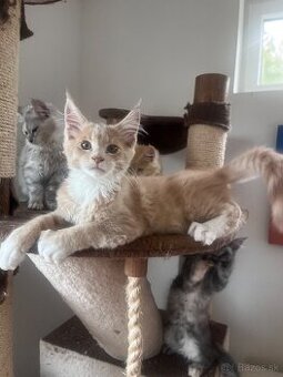 mačiatko s PP mainska myvalia/ maine coon