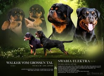 šteniatka rotvajlera